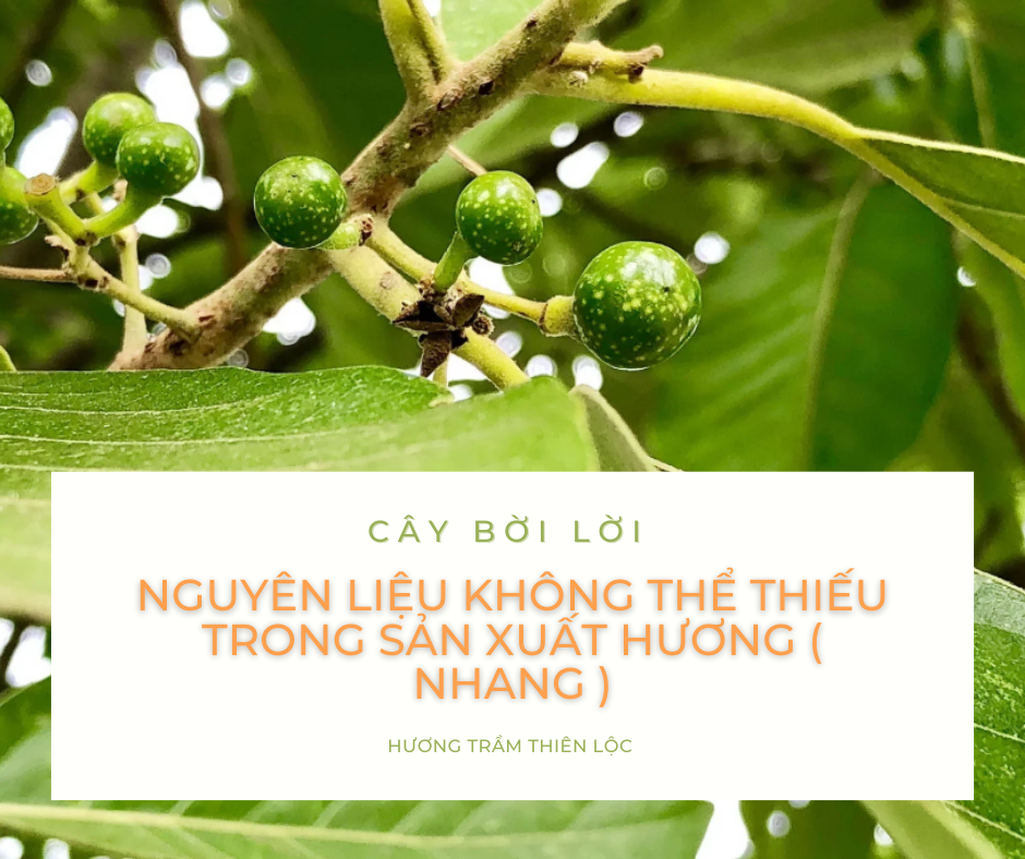 Bời lời – Nguyên liệu không thể thiếu trong sản xuất Hương ( Nhang )