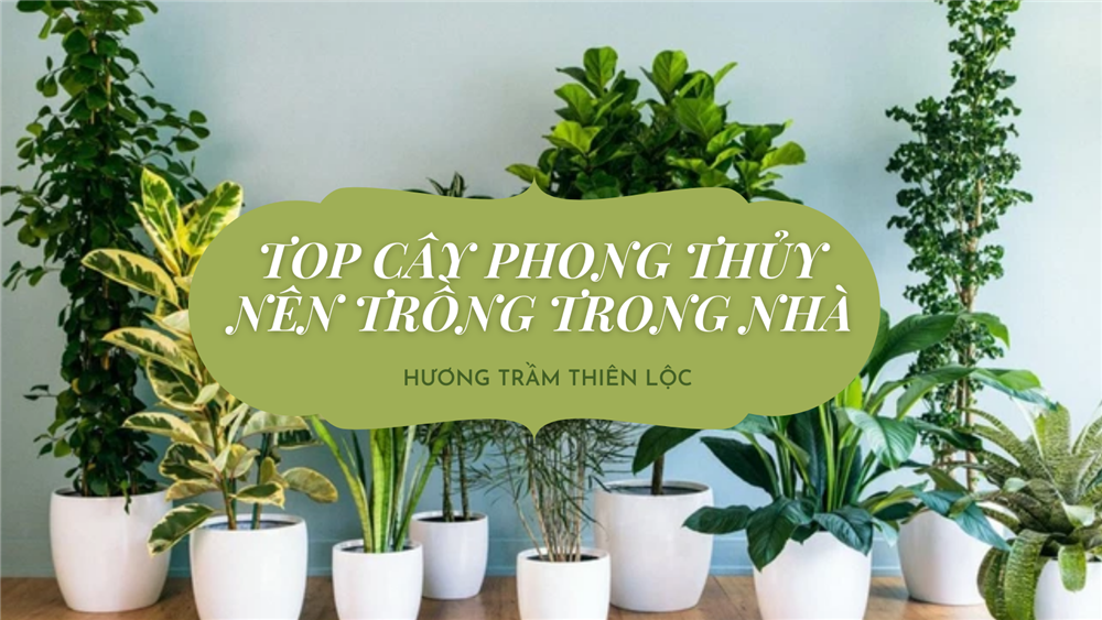  Cây phong thủy - Top 5 loại cây phong thủy tốt nhất trồng trong nhà 