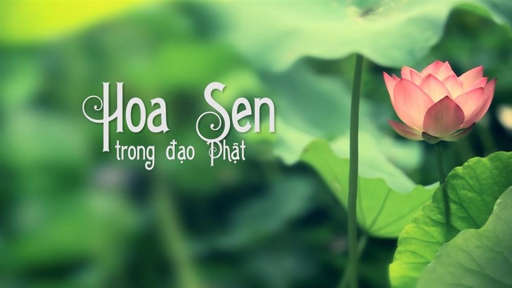 Ý nghĩa của hoa sen trong Phật giáo